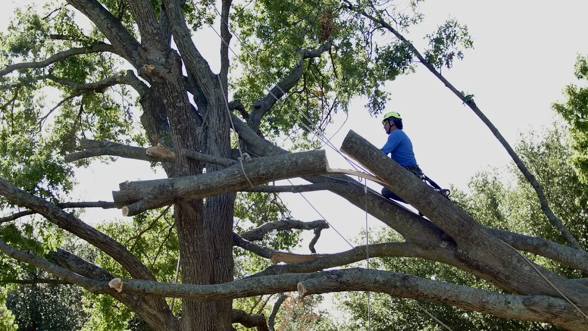 Professional Hazardous Tree Removal performed by certified arborists in Live Oak