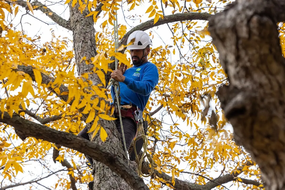 Skilled Storm Damage Cleanup crew working in Live Oak
